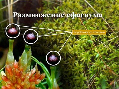Места обитания и условия роста кукушкина лена и сфагнума