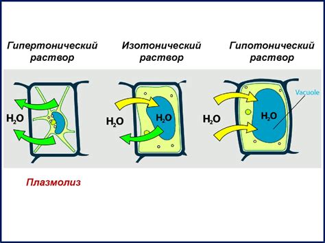 Механизм деплазмолиза клетки