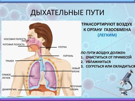 Механизм работы дыхательной системы