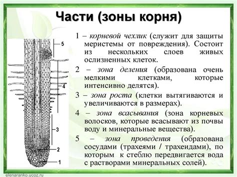 Микропрепараты корней: особенности строения и свойства