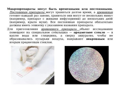 Микропрепараты стеблей: возможности исследования