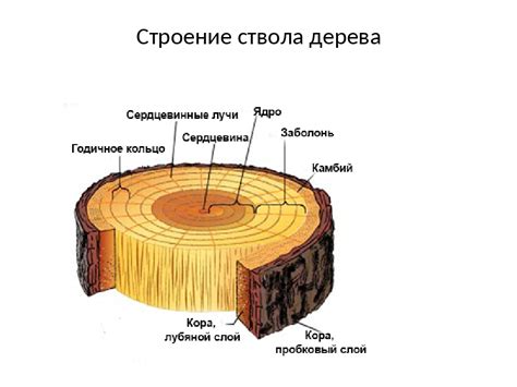 Микротрещины в структуре дерева