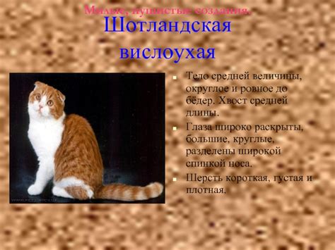 Милые пушистые создания