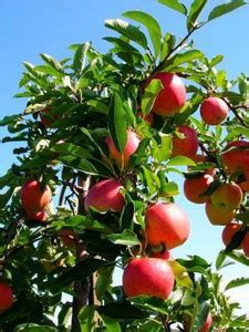 Мифы и легенды о похмелье и яблоках