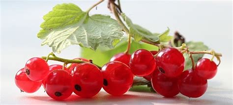 Много кислоты в красной смородине
