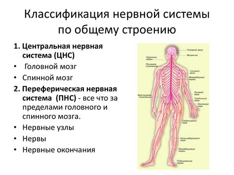Нарушенное формирование нервной системы: основная причина отсутствия сосательного рефлекса