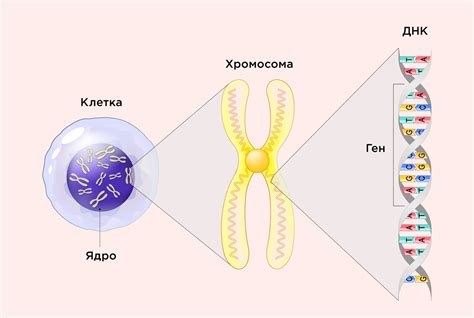 Наследственность и гены, определяющие внешность котенка