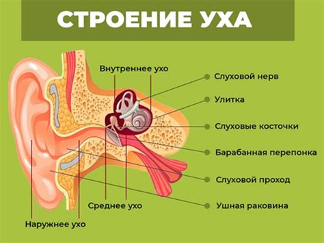 Наследственность и строение ушей у крыс