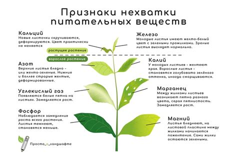 Недостаток питательных веществ: какие элементы необходимы растению