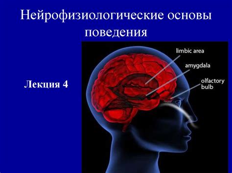 Нейрофизиологические основы сновидений