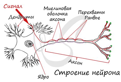 Нервные окончания и реакция организма