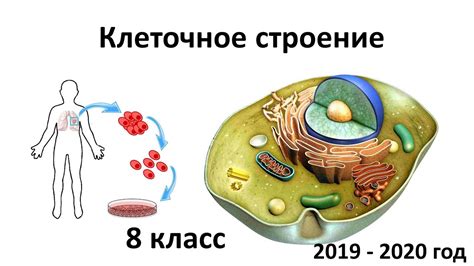 Несоответствие цвета линий и клеток