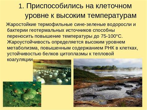 Не подвержена высоким температурам
