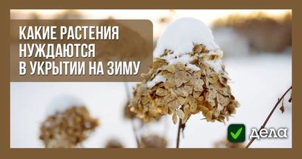 Нуждаются в помощи или укрытии