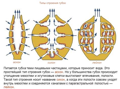 Общая информация о жизненном образе губок