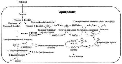 Окисление гемоглобина