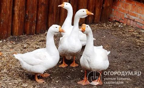 Оптимальные условия содержания гусей Линда