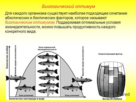 Оптимальные условия соления