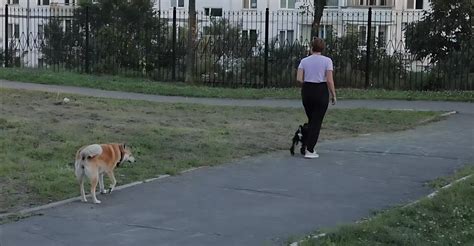 Опыт других владельцев собак в борьбе с этим поведением