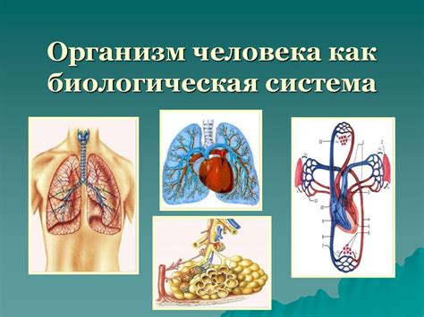 Организм