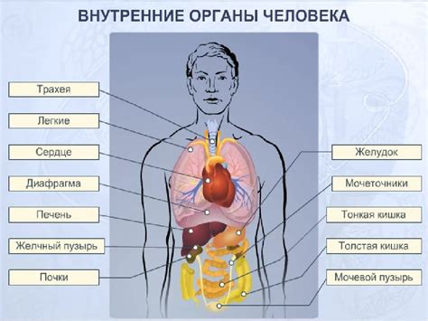 Органы человека и их роль