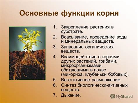 Основные функции корней растений