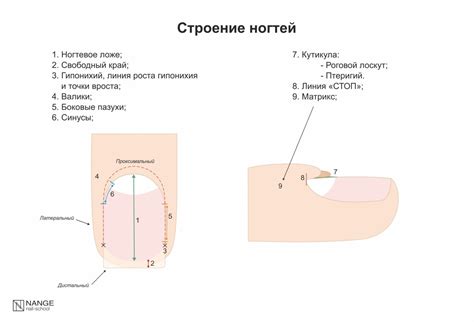 Основы роста ногтей