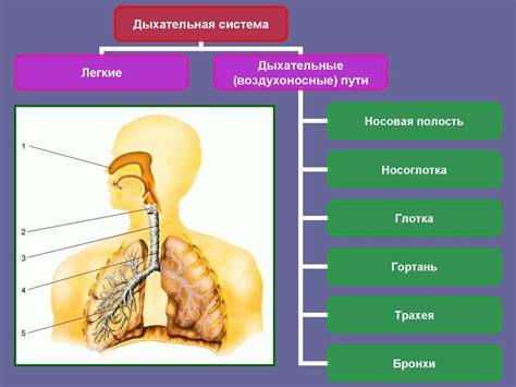 Особенности дыхания у губок