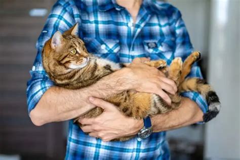 Особенности мужчин, которые привлекают кошек