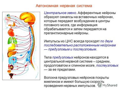 Особенности нервной системы