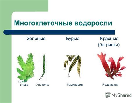 Особенности низших растений: бурые и красные водоросли