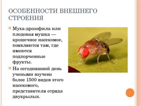 Особенности поведения мух в помещении
