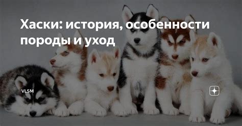 Особенности породы