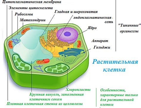 Особенности растения: фототропия