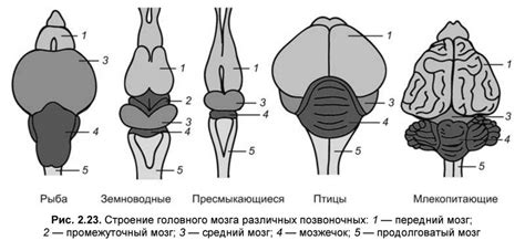 Особенности строения мозга у хомяков