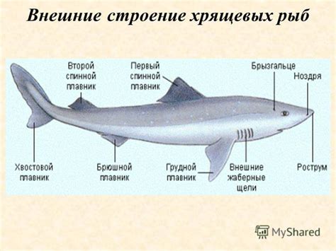 Особенности строения плавательного органа