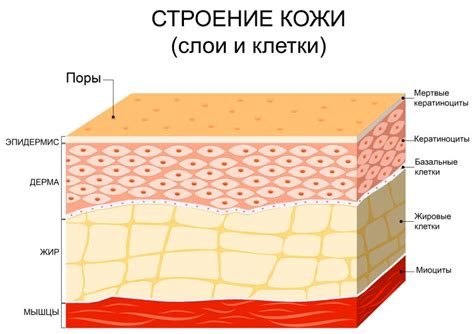 Особенности структуры кожи у афроамериканцев