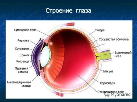 Особенность строения глаз у подземных существ