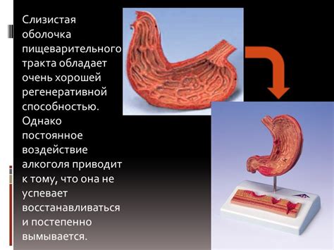 Отрицательное воздействие на желудок