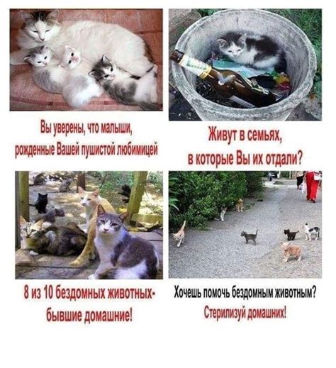 Отсутствие стерилизации