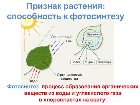 Отсутствие хлорофилла снижает способность к фотосинтезу