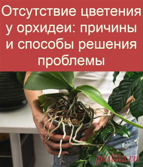 Отсутствие цветения бархатцев: причины и способы решения этой проблемы