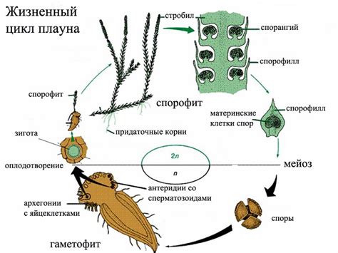 Охраняемые плауны как генетический резервуар