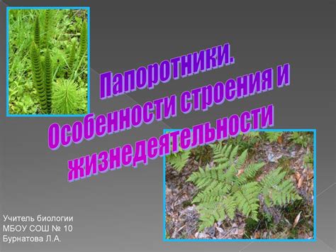 Папоротники и их местообитания