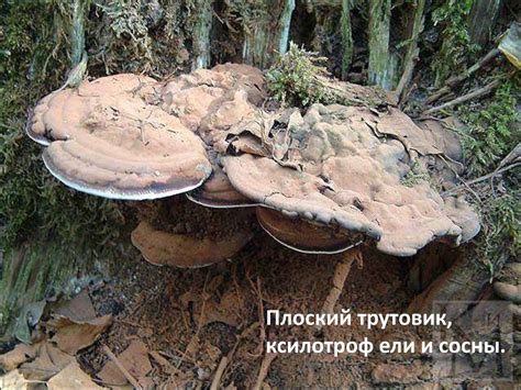 Паразитические грибы - редкие встречи на самоопыляемых растениях
