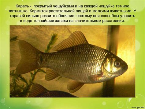 Перегруженность рыбы жабрами