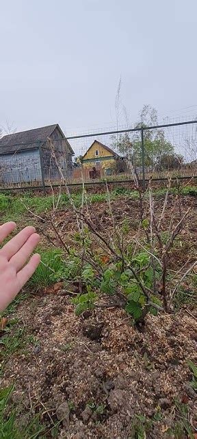 Плохое качество смородины