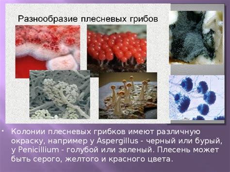 Плохое хранение продуктов в консервах: главный фактор развития плесневых грибков