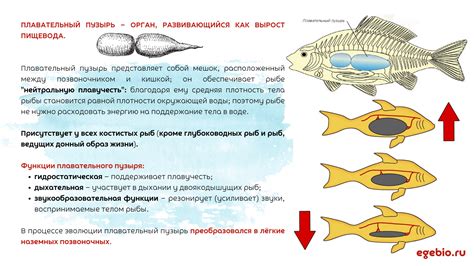 Повреждение плавательного пузыря