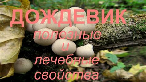 Полезные и лечебные свойства гриба